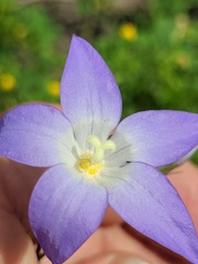 Wahlenbergia stricta stricta