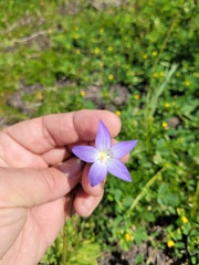 Wahlenbergia stricta stricta