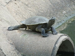 Emydura macquarii
