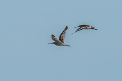 Limnodromus semipalmatus