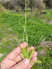 Wahlenbergia stricta stricta