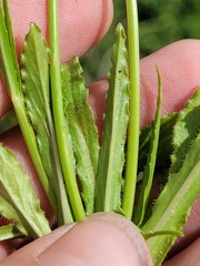 Wahlenbergia stricta stricta