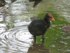 Gallinula tenebrosa