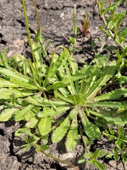 Wahlenbergia stricta stricta