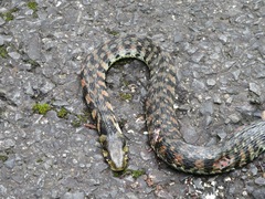 Rhabdophis tigrinus tigrinus