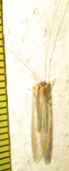 Italochrysa