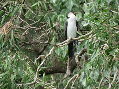 Microcarbo melanoleucos