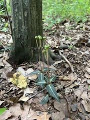 Chimaphila maculata