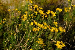 Euryops rehmannii