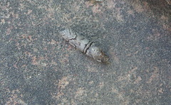 Acrobasis romanella