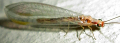 Italochrysa
