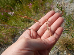 Festuca