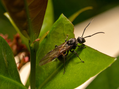 Polyrhachis