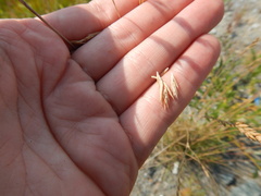 Festuca