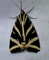 Euplagia quadripunctaria