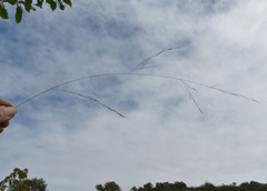 Aristida utilis