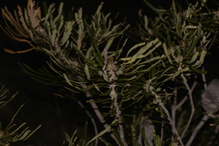 Banksia attenuata