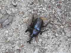 Trypoxylus dichotomus