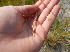 Festuca