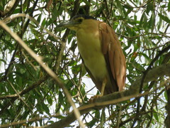 Nycticorax caledonicus