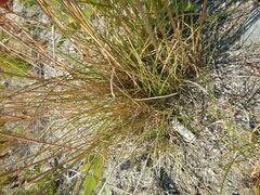 Festuca