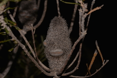 Banksia attenuata