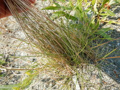 Festuca