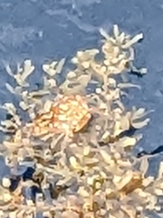 Portunus sayi