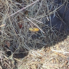 Vespula