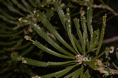 Banksia attenuata