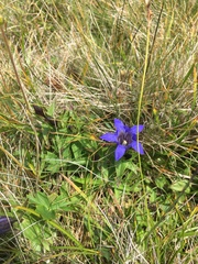 Gentiana septemfida