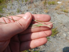 Festuca