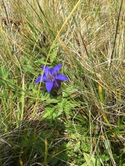 Gentiana septemfida