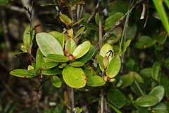 Ixora