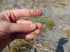 Festuca