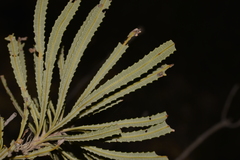 Banksia attenuata