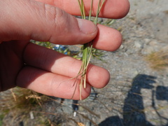 Festuca