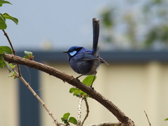 Malurus splendens splendens