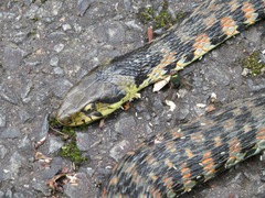 Rhabdophis tigrinus tigrinus