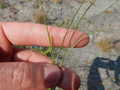 Festuca