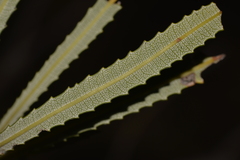 Banksia attenuata
