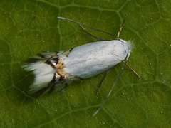 Leucoptera sinuella