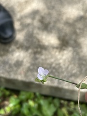 Murdannia loriformis