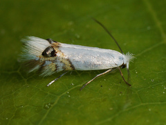 Leucoptera sinuella