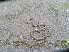 Rhabdophis tigrinus tigrinus