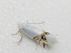 Leucoptera sinuella