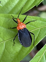 Ectrichodiinae