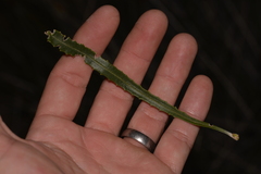 Banksia attenuata