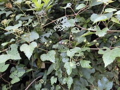 Ampelopsis glandulosa heterophylla