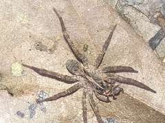 Tigrosa helluo